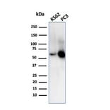 Western Blot - Anti-SERBP1 Antibody [SERBP1/3509] - BSA and Azide free (A251872) - Antibodies.com
