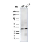 Western Blot - Anti-NKX2.8 Antibody [NKX28/3233R] - BSA and Azide free (A251874) - Antibodies.com