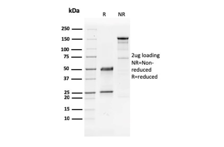 SDS-PAGE - Anti-GATA3 Antibody [GATA3/2441] - BSA and Azide free (A251876) - Antibodies.com