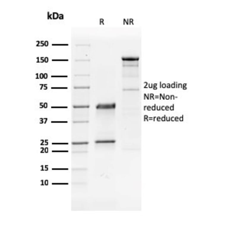 SDS-PAGE - Anti-GATA3 Antibody [GATA3/2441] - BSA and Azide free (A251876) - Antibodies.com