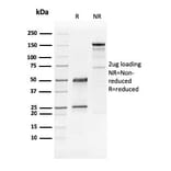 SDS-PAGE - Anti-GATA3 Antibody [GATA3/2441] - BSA and Azide free (A251876) - Antibodies.com