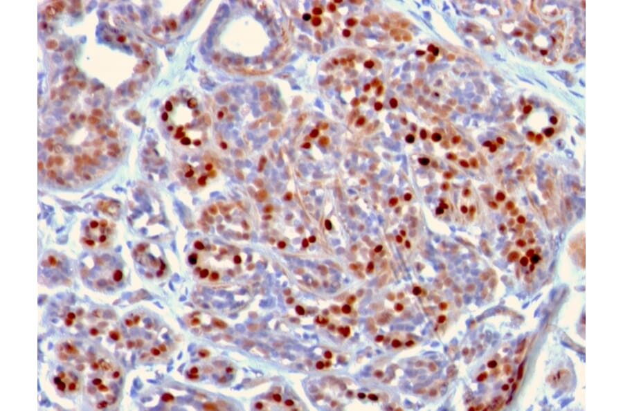 Immunohistochemistry - Anti-GATA3 Antibody [GATA3/2442] - BSA and Azide free (A251877) - Antibodies.com