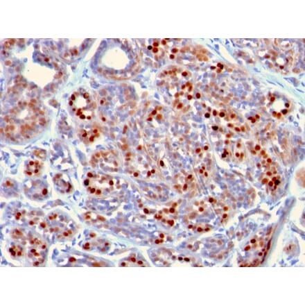 Immunohistochemistry - Anti-GATA3 Antibody [GATA3/2442] - BSA and Azide free (A251877) - Antibodies.com