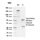 SDS-PAGE - Anti-GATA3 Antibody [GATA3/2445] - BSA and Azide free (A251879) - Antibodies.com