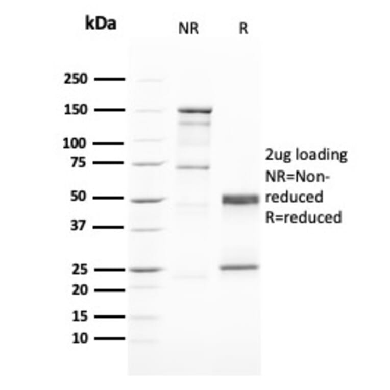 SDS-PAGE - Anti-GATA3 Antibody [GATA3/2446] - BSA and Azide free (A251879) - Antibodies.com