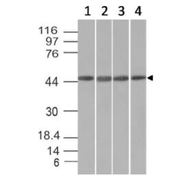 Western Blot - Anti-EMI1 Antibody [EMI1/1176] - BSA and Azide free (A251882) - Antibodies.com