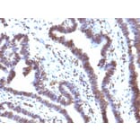 Immunohistochemistry - Anti-EMI1 Antibody [EMI1/1176] - BSA and Azide free (A251882) - Antibodies.com