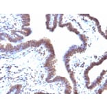 Immunohistochemistry - Anti-EMI1 Antibody [EMI1/1176] - BSA and Azide free (A251882) - Antibodies.com