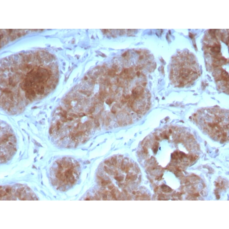 Immunohistochemistry - Anti-FGF21 Antibody [FGF21/3691] - BSA and Azide free (A251883) - Antibodies.com