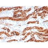 Immunohistochemistry - Anti-FGF21 Antibody [FGF21/3691] - BSA and Azide free (A251883) - Antibodies.com