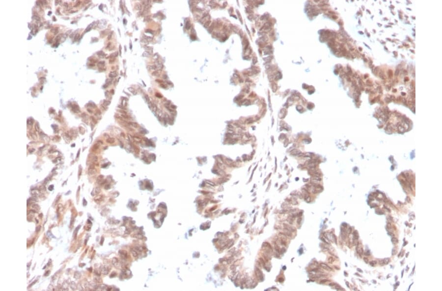 Immunohistochemistry - Anti-GDF9 Antibody [GDF9/4261] - BSA and Azide free (A251884) - Antibodies.com