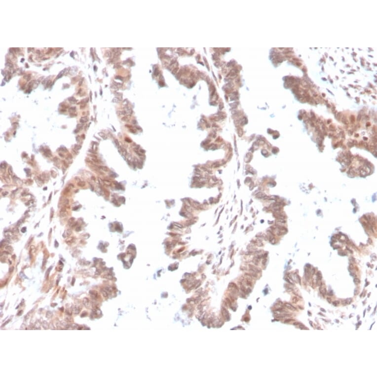 Immunohistochemistry - Anti-GDF9 Antibody [GDF9/4261] - BSA and Azide free (A251884) - Antibodies.com