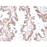 Immunohistochemistry - Anti-GDF9 Antibody [GDF9/4261] - BSA and Azide free (A251884) - Antibodies.com