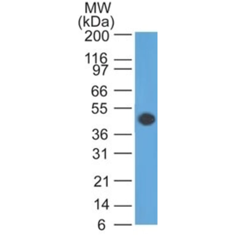 Western Blot - Anti-GFAP Antibody [GA-5] - BSA and Azide free (A251887) - Antibodies.com