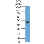 Western Blot - Anti-GFAP Antibody [GA-5] - BSA and Azide free (A251887) - Antibodies.com