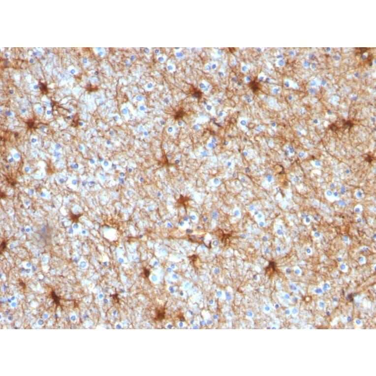 Immunohistochemistry - Anti-GFAP Antibody [GA-5] - BSA and Azide free (A251887) - Antibodies.com