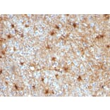 Immunohistochemistry - Anti-GFAP Antibody [GA-5] - BSA and Azide free (A251887) - Antibodies.com