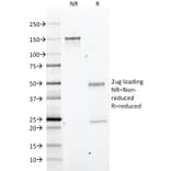 SDS-PAGE - Anti-GFAP Antibody [GA-5] - BSA and Azide free (A251887) - Antibodies.com