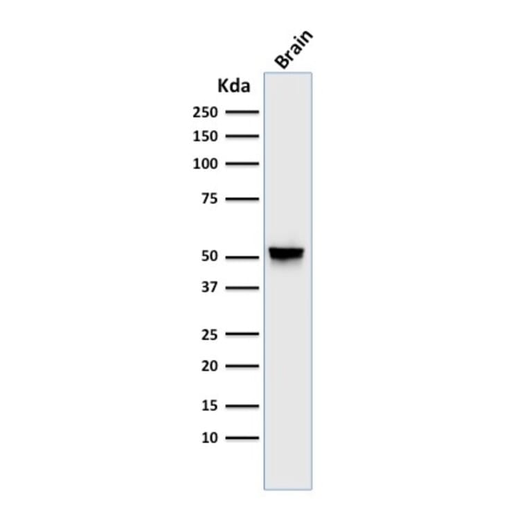 Western Blot - Anti-GFAP Antibody [GA-5] - BSA and Azide free (A251887) - Antibodies.com