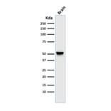 Western Blot - Anti-GFAP Antibody [GA-5] - BSA and Azide free (A251887) - Antibodies.com