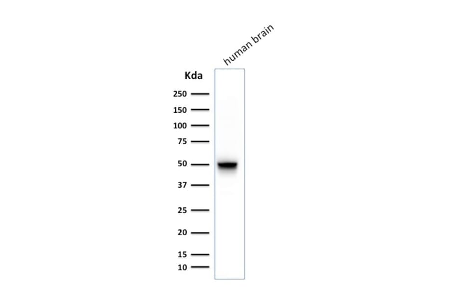 Western Blot - Anti-GFAP Antibody [SPM248] - BSA and Azide free (A251888) - Antibodies.com