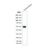 Western Blot - Anti-GFAP Antibody [SPM248] - BSA and Azide free (A251888) - Antibodies.com