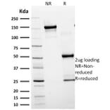 SDS-PAGE - Anti-GFAP Antibody [SPM248] - BSA and Azide free (A251888) - Antibodies.com