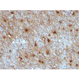 Immunohistochemistry - Anti-GFAP Antibody [ASTRO/789] - BSA and Azide free (A251889) - Antibodies.com
