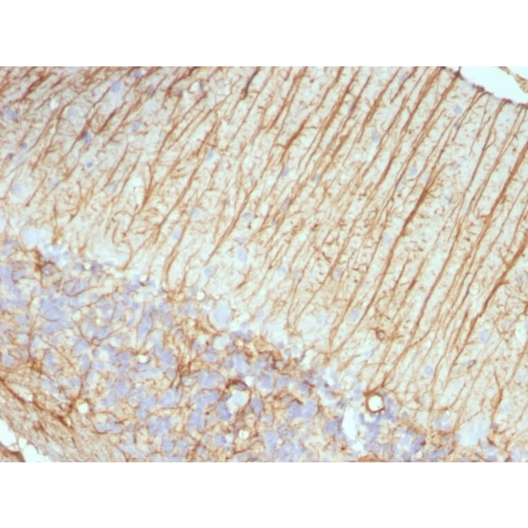 Immunohistochemistry - Anti-GFAP Antibody [ASTRO/789] - BSA and Azide free (A251890) - Antibodies.com