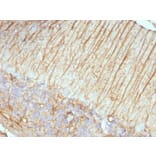 Immunohistochemistry - Anti-GFAP Antibody [ASTRO/789] - BSA and Azide free (A251890) - Antibodies.com