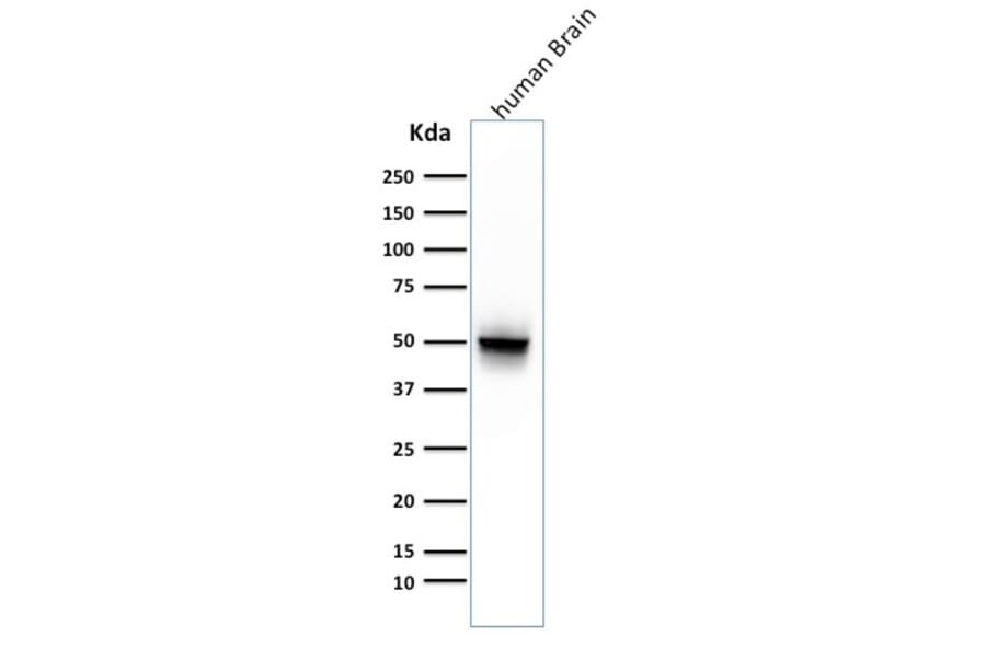 Western Blot - Anti-GFAP Antibody [ASTRO/789] - BSA and Azide free (A251890) - Antibodies.com