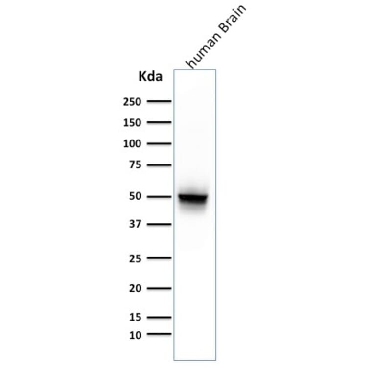 Western Blot - Anti-GFAP Antibody [ASTRO/789] - BSA and Azide free (A251890) - Antibodies.com