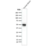 Western Blot - Anti-GFAP Antibody [ASTRO/789] - BSA and Azide free (A251890) - Antibodies.com