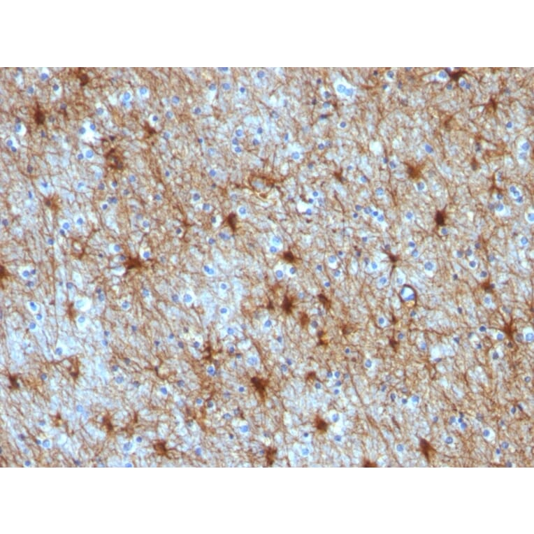 Immunohistochemistry - Anti-GFAP Antibody [GA-5 + ASTRO/789] - BSA and Azide free (A251890) - Antibodies.com