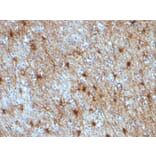 Immunohistochemistry - Anti-GFAP Antibody [GA-5 + ASTRO/789] - BSA and Azide free (A251890) - Antibodies.com