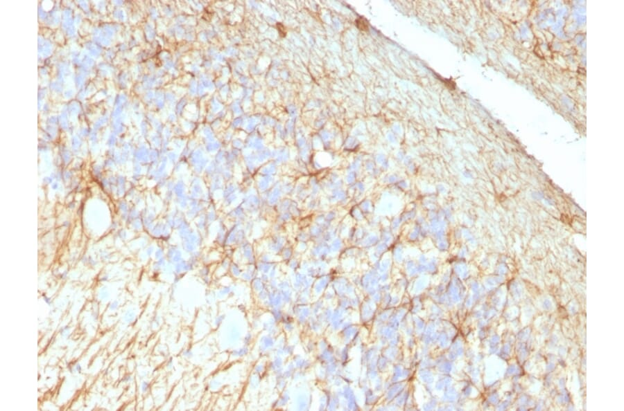 Immunohistochemistry - Anti-GFAP Antibody [GA-5 + ASTRO/789] - BSA and Azide free (A251891) - Antibodies.com