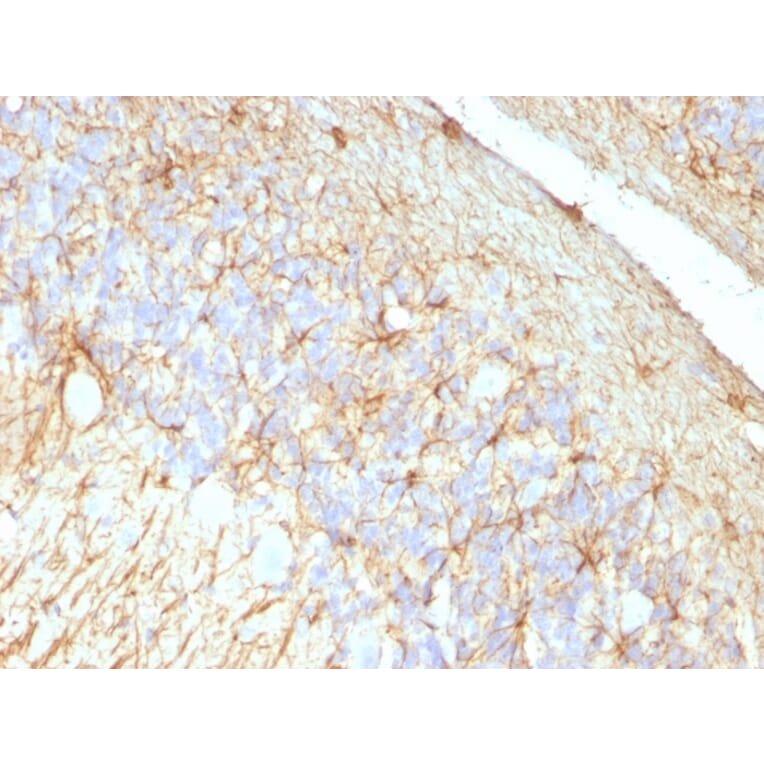 Immunohistochemistry - Anti-GFAP Antibody [GA-5 + ASTRO/789] - BSA and Azide free (A251891) - Antibodies.com