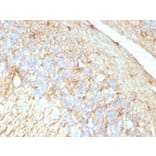 Immunohistochemistry - Anti-GFAP Antibody [GA-5 + ASTRO/789] - BSA and Azide free (A251891) - Antibodies.com