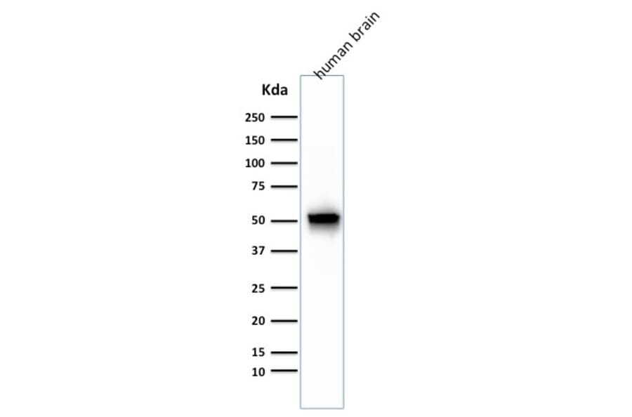 Western Blot - Anti-GFAP Antibody [GA-5 + ASTRO/789] - BSA and Azide free (A251891) - Antibodies.com