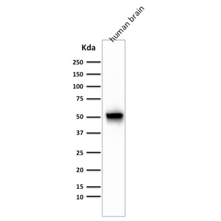 Western Blot - Anti-GFAP Antibody [GA-5 + ASTRO/789] - BSA and Azide free (A251891) - Antibodies.com