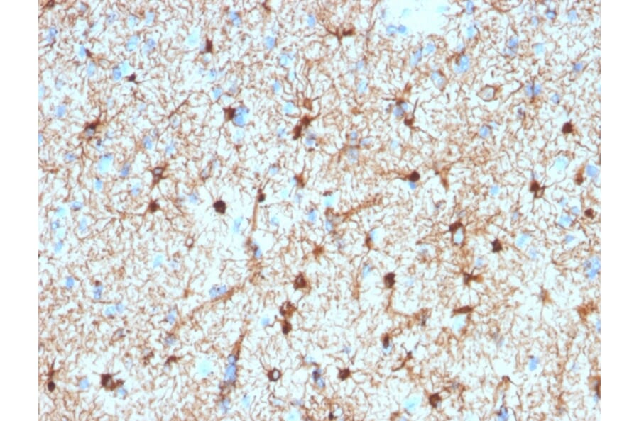 Immunohistochemistry - Anti-GFAP Antibody [GFAP/2076] - BSA and Azide free (A251892) - Antibodies.com