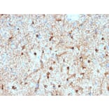 Immunohistochemistry - Anti-GFAP Antibody [GFAP/2076] - BSA and Azide free (A251892) - Antibodies.com