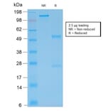 SDS-PAGE - Anti-GFAP Antibody [rASTRO/789] - BSA and Azide free (A251893) - Antibodies.com