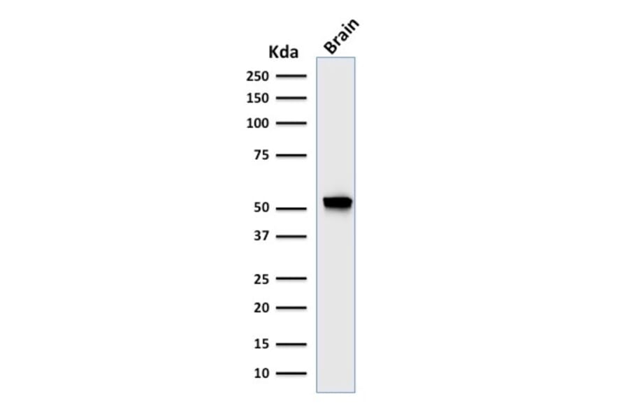 Western Blot - Anti-GFAP Antibody [rASTRO/789] - BSA and Azide free (A251893) - Antibodies.com