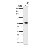 Western Blot - Anti-GFAP Antibody [rASTRO/789] - BSA and Azide free (A251893) - Antibodies.com