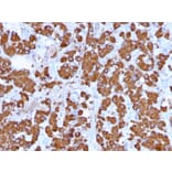 Immunohistochemistry - Anti-Growth Hormone Antibody [GH/1371] - BSA and Azide free (A251895) - Antibodies.com