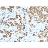 Immunohistochemistry - Anti-Growth Hormone Antibody [GH/1371] - BSA and Azide free (A251895) - Antibodies.com