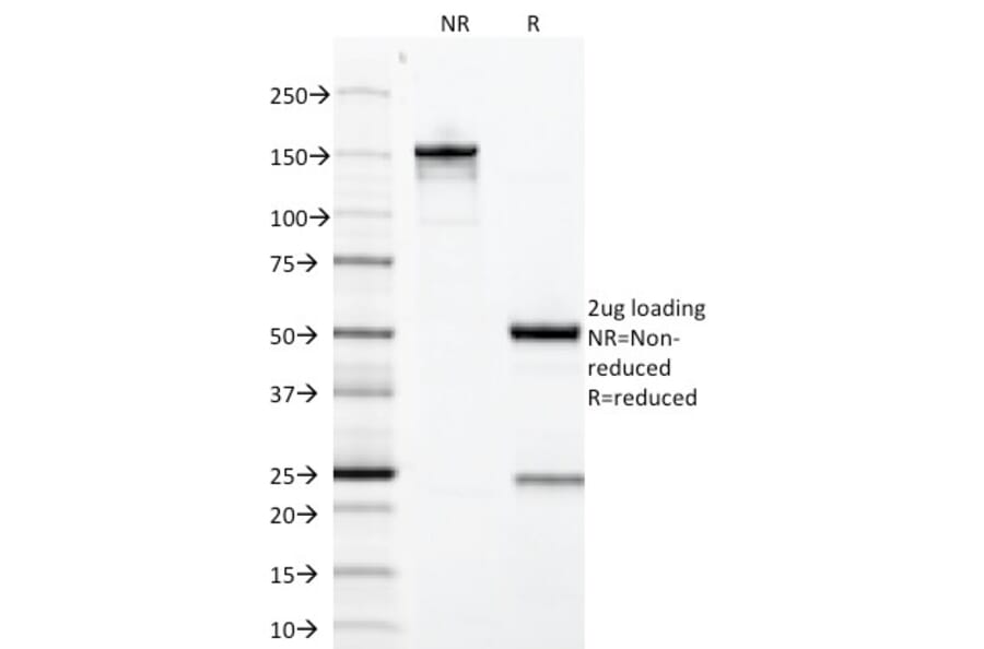 SDS-PAGE - Anti-Growth Hormone Antibody [GH/1371] - BSA and Azide free (A251895) - Antibodies.com