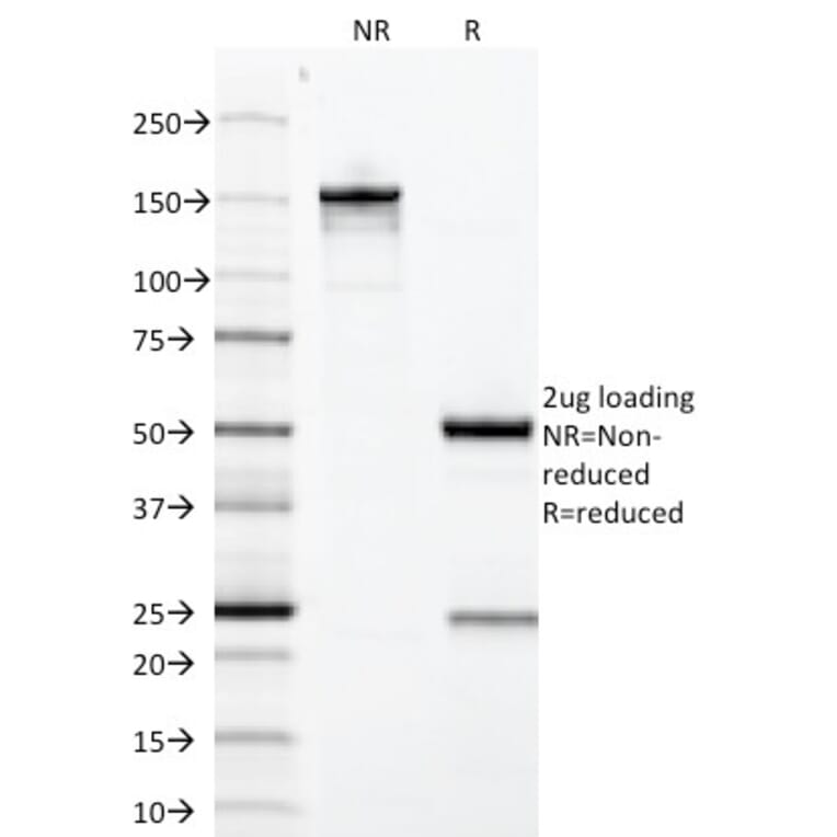 SDS-PAGE - Anti-Growth Hormone Antibody [GH/1371] - BSA and Azide free (A251895) - Antibodies.com