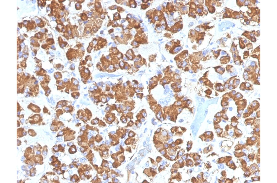 Immunohistochemistry - Anti-Growth Hormone Antibody [GH/1450] - BSA and Azide free (A251895) - Antibodies.com